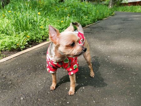 A small dog in clothes (a red sweater) on a walk without a leash. Very short haircut. The dog is looking to the left. The breed is a Yorkshire Terrier.の写真素材