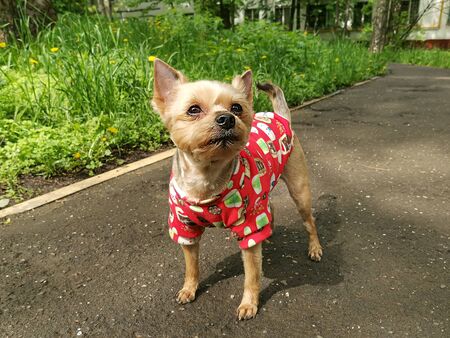 A small dog in clothes (a red sweater) on a walk without a leash. Very short haircut. The dog looks up in anticipation of a command. The breed is a Yorkshire Terrier.の写真素材