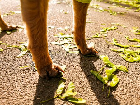 Closeup of a paws of a little dog on asphalt with maple seeds in the sunlight. Walking with pets in the city. Pets care and hygiene - clipping claws.の写真素材