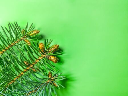 Christmas green background with coniferous branches and cones. Photo with empty space for text and design.の写真素材