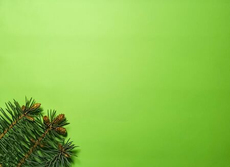 Christmas green background with coniferous branches and cones. Photo with empty space for text and design.の写真素材