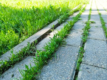 Green young grass makes its way through the paving slabs in the city. Concept: never give up, life will always win, spring is in the city. Illustration of poor paving. Selective focus image and blurryの写真素材