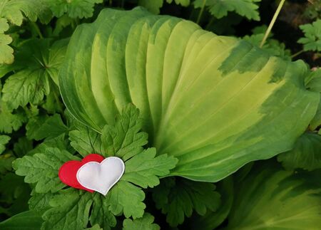 Red and white hearts on large green leaves of plants with dew or rain drops. Beautiful natural background for save screen, postcard, puzzle image. Romantic declaration of love.の写真素材
