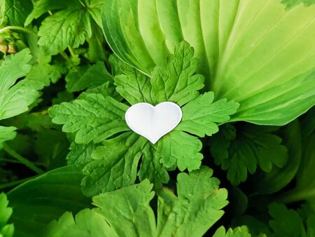 White heart on large green leaves of plants with dew or rain drops. Beautiful natural background for save screen, postcard, puzzle image. Romantic declaration of love. Selective focus image on white heartの写真素材