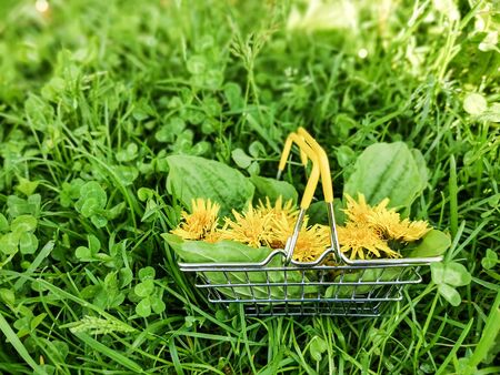 Closeup of yellow dandelions in a metal supermarket basket on green grass. The concept of unity with nature, the contradiction of industry and plants, summer and spring in the city. Selective focus image.の写真素材
