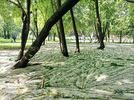 Sown lawns among the trees, covered with white material for protection against birds in the city park. Urban amenities, nature in the city. Unusual shadows from the trees. The illusion of light, color and shadow.の写真素材