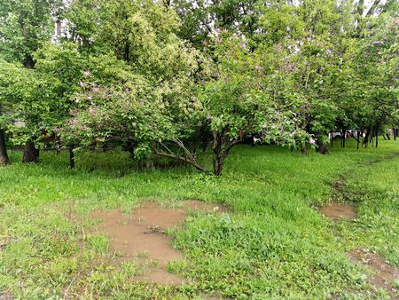 Blossoming lilac tree in the city among the rain-flooded lawn. Dirty puddles in the green grass after heavy rain in the city. City landscapeの写真素材