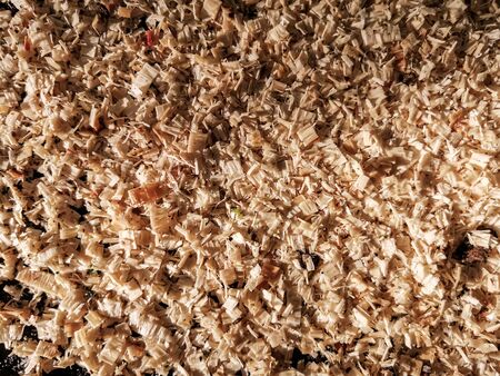 Texture of fresh sawdust in the rays of the setting sun. Image with selective focus. Background image of wooden sawdust.の写真素材