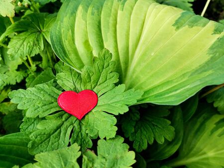 Red heart on large green leaves of plants with dew or rain drops. Beautiful natural background for save screen, postcard, puzzle image. Romantic declaration of love.の写真素材