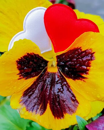 Red and white hearts on the petals of yellow-burgundy pansies. Ð¡ard for romantic greetings. Beautiful natural background. The concept of love and relationships. Selective focus and blurred background.の写真素材