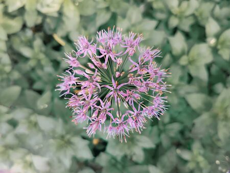Purple wild garlic flower close-up with blurry background. Beautiful natural background.の写真素材
