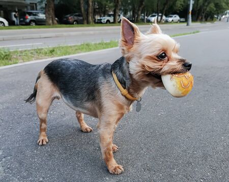 Short-haired Yorkshire Terrier holds a rubber toy in his teeth. Games with a dog for a walk in the city. Summer hairstyle of a dog.の写真素材