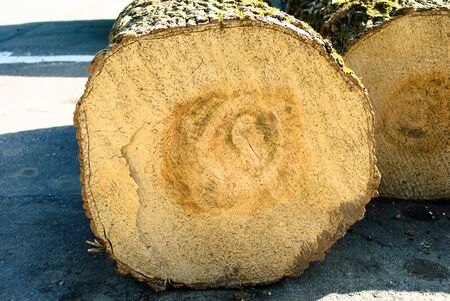 Closeup saw cut tree trunk. Growth rings on a saw cut of a tree trunk. Logs of sawn trees with moss on the bark and green foliage. Selective focus image.の写真素材
