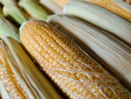 Closeup of a peeled corn cob with fibers lit by the sun. Crops, counter of a farmers market. Corn is used as livestock feed, as human food, as biofuel, and as raw material in industry. Selective focusの写真素材