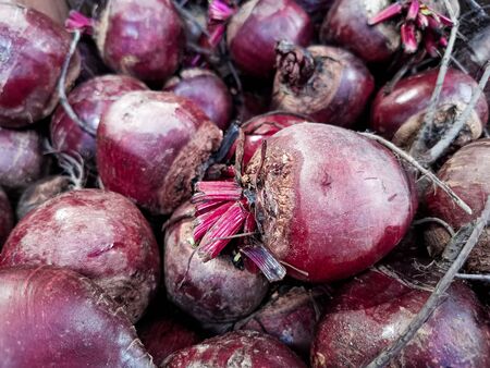 Unpeeled raw beets on a market counter. Background from the same vegetables. Farm root crops. Healthy vegetarian food. Beetroot reduces blood pressure, the risk of diabetes and improves digestion.の写真素材