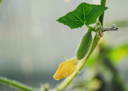 Close up of baby cucumber with yellow flower. Agriculture, selection and cultivation of vegetables for everyday consumption. Beautiful background with vegetables, blurred background, selective focusの写真素材