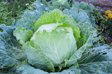 Large unripe head of cabbage in the farm vegetable garden. Agriculture, selection and cultivation of vegetables for everyday consumption. Organic farm products.の写真素材