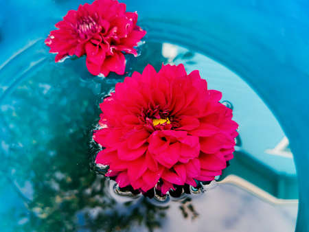 Plucking dark red flower dahlia on the water surface. Reflection of trees in the water. Beautiful natural background, country house, garden.の写真素材