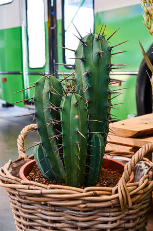 Large green tall cactus with long sharp thorns in a pot and a wicker basket against the background of an old bus. Plants for decorations and interiors.の写真素材