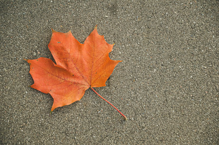Single red autumn maple leaf lays on dark asphalt road. Focus point is on the leaf and here is lot...