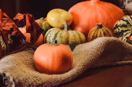 Autumn still life of several varieties of pumpkins on canvas. In the foreground is round red small pumpkin. Harvest festival and demonstration. Halloween symbol. Selective focus, blurred backgroundの写真素材