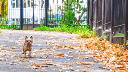 Small Yorkshire Terrier dog runs along an asphalt path covered with autumn leaves along a metal fence. Walking with pets in the fresh air, cardio load for dogsの写真素材