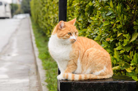 Auburn wandering cat sitting on gate in residential complex, and looks away. The problem of stray animals.の写真素材