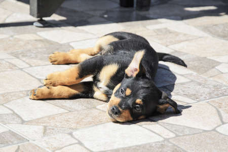 little cute black puppy is basking in the sun on the street paving slabs. The puppy raised one ear. Love for pets, caring for dogs.の写真素材
