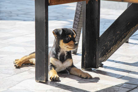 Little cute black puppy basking in the sun under the table of a street cafe. Love for pets, baby dog.の写真素材