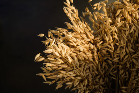 Sheaf of golden barley in sunlight on a black background. Concept of a rich harvest, agro-industry,...