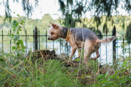 Yorkshire Terrier dog looks around as he walks through the countryside in the woods on a summer day....