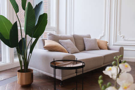 Cozy living room with a large sofa, houseplants, white walls and floor windows. Large triple sofa with sofa cushions. Blurry background, selective focusの写真素材