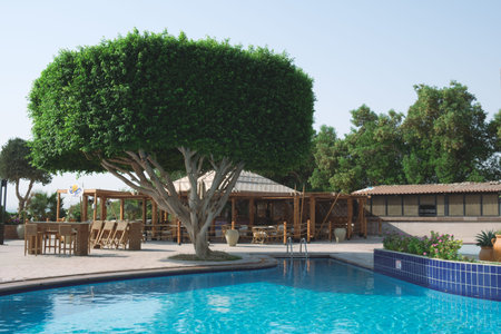Large green ficus tree next to the resort's swimming pool. An evergreen tree with a well-groomed...