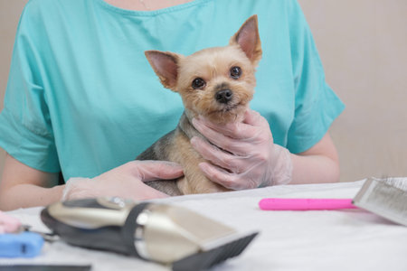 Yorkshire Terrier dog is sitting in the hands of a groomer after a haircut. Pedigree dog grooming,...
