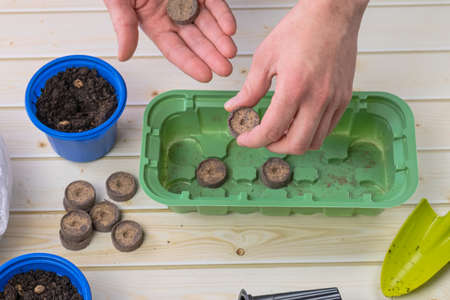 Woman gardener puts peat tablets with fertilizers in plastic container for seedlings to enrich the soil. Preparation for planting seedlings at home. Gardening, growing vegetables and herbs for food.の写真素材
