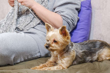 Yorkshire terrier dog is lying on the couch next to the owner, who is knitting. Loyalty and loyalty of pets.の写真素材