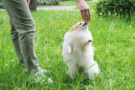 Fluffy Pomeranian puppy dog stood up on its hind legs on a green lawn in the park asks for a treat....