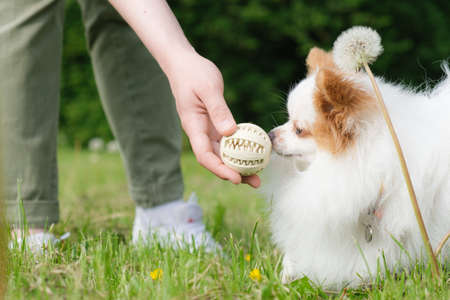 Fluffy Pomeranian puppy on a green lawn in the park is training with a round ball. Raising puppies, training, teaching teams. Walk and play with the dog in the park.の写真素材