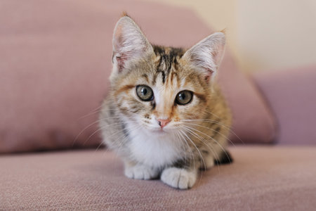 Portrait of a small tricolor cat. A mongrel kitten sits on the sofa in an apartment.