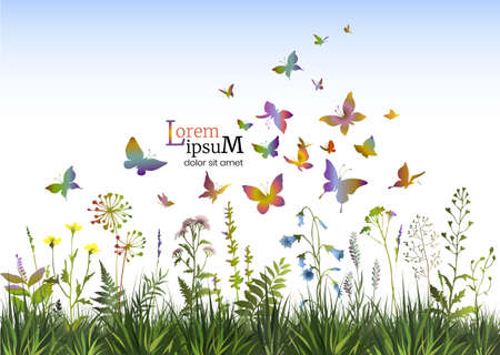 Floral background with of herbs, flowers and butterflies. Spring or summer background.のイラスト素材