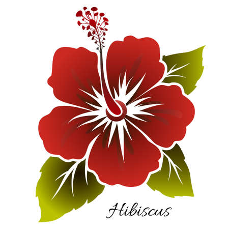 Red hibiscus flower with leaves. Design element. Vector illustrationのイラスト素材