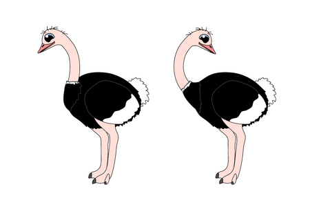 vector cartoon animal clipart african ostrich birdのイラスト素材