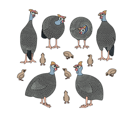 vector scandi cartoon animal clip art guineafowl birdsのイラスト素材