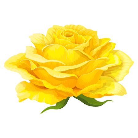 vector rose flower clip art on white isolated backgroundのイラスト素材