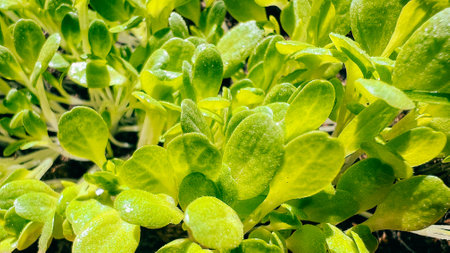 Healthy close-up of lush microgreens in fresh natural settingの写真素材