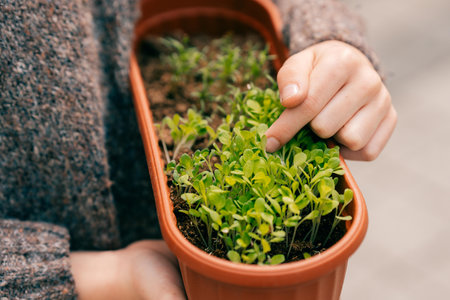 Healthy close-up of microgreens and farmers hand in a fresh naturalの写真素材