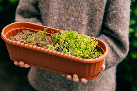 close up of a pot with green sprouts in the hands of a boyの写真素材