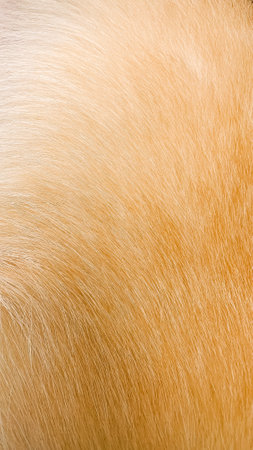 close-up of corgi hair on the body from the sideの写真素材