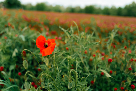 Red poppy among clover flowers on a green fieldの写真素材