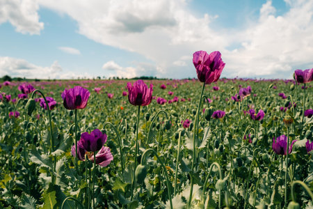 Purple poppies on a sunny day on a fieldの写真素材